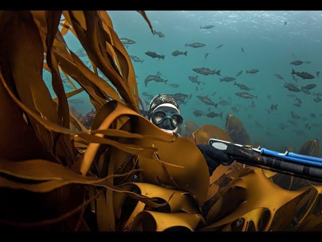 Spearfishing Norway - Saltstraumen