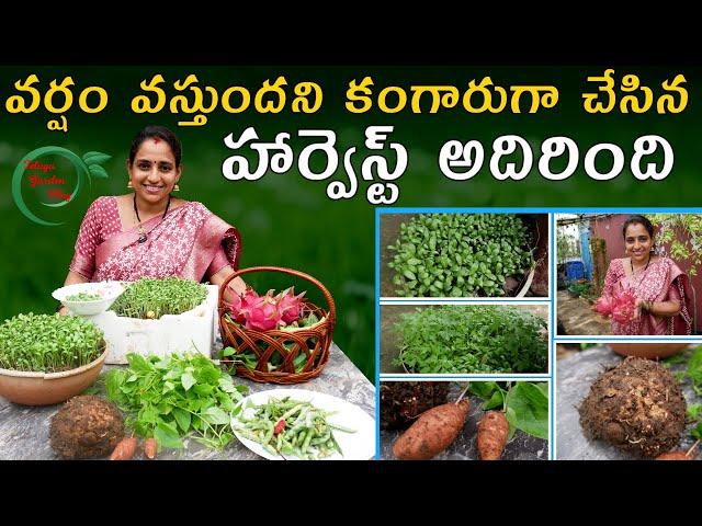 Beautiful Harvest | Harvest after Rain | dragon fruit Harvest || TELUGU GARDEN VLOG