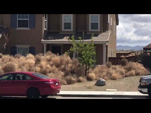 Tumbleweeds inundate homes in High Desert communities | ABC7