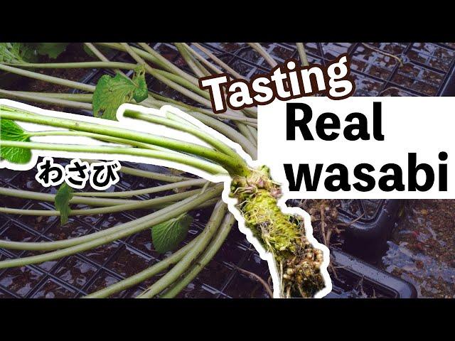 I tried my first real wasabi at a Japanese farm in Shizuoka 