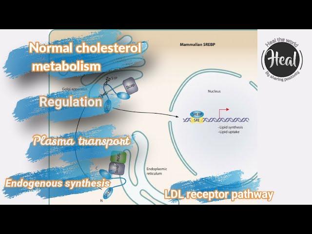 Cholesterol Metabolism ,LDL , HDL ,IDL