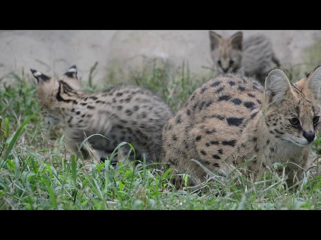 Serval Kittens - 2 Months Old