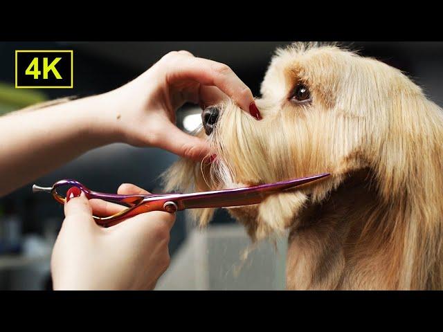 Cute Havanese Dog Grooming 4K (Scissors and Clippers Hairstyle)