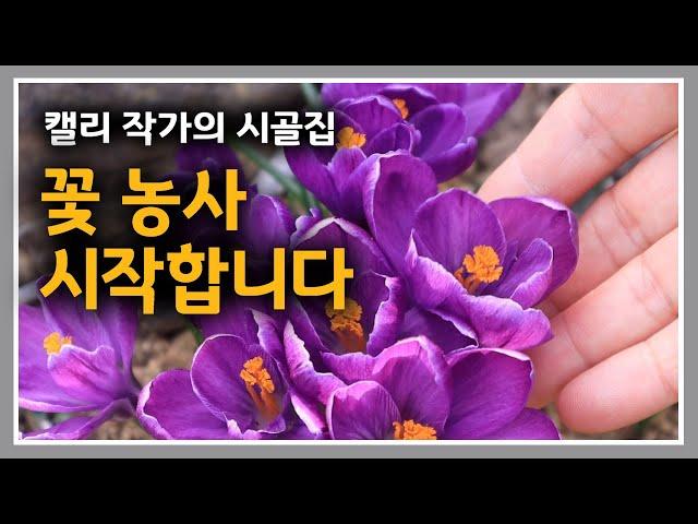 캘리 작가의 시골집 [44] 청운재 꽃씨 총동원했습니다