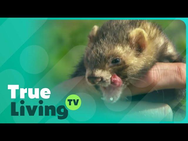 Heartwarming Farm Tale: Chef and Ferret's Bond | True Living TV