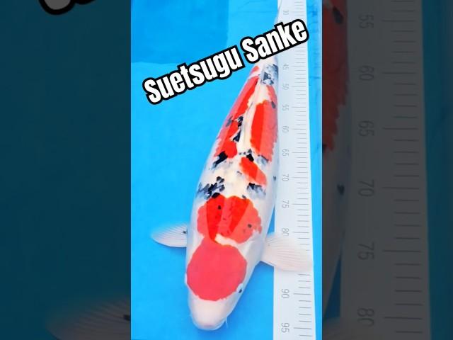 New Koi - Suetsugu Sanke - Koi Masters #suetsugu #sanke #sankekoi #koifish #koioftheday