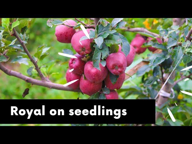 Royal Delicious Variety on Seedling |2020 | 7500 ft. Height |