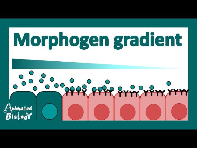 Morphogen gradient | What are morphogens? | How do morphogens determine cell fate? | Dev-bio