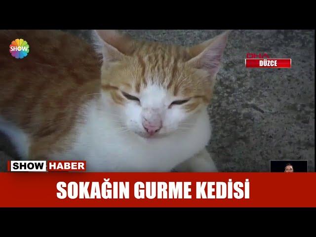 Sokağın gurme kedisi