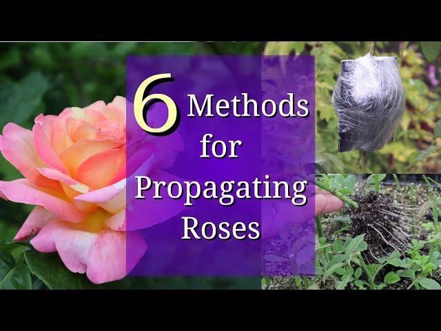 6 Methods for Rose Propagation