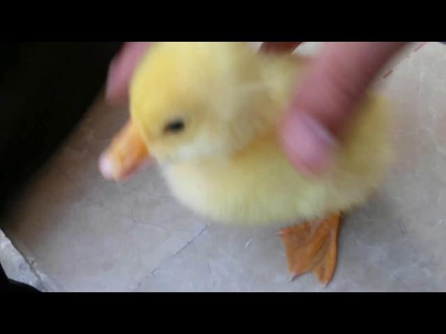 Cute Lost Duckling scared & terrified