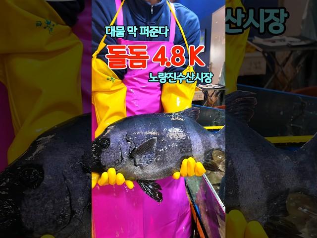 돌돔 폭락? 이 가격이면 무조건 초이스! 노량진수산시장 돌돔 먹으로 가요!! 연중무휴  낮에도 도매가 판매