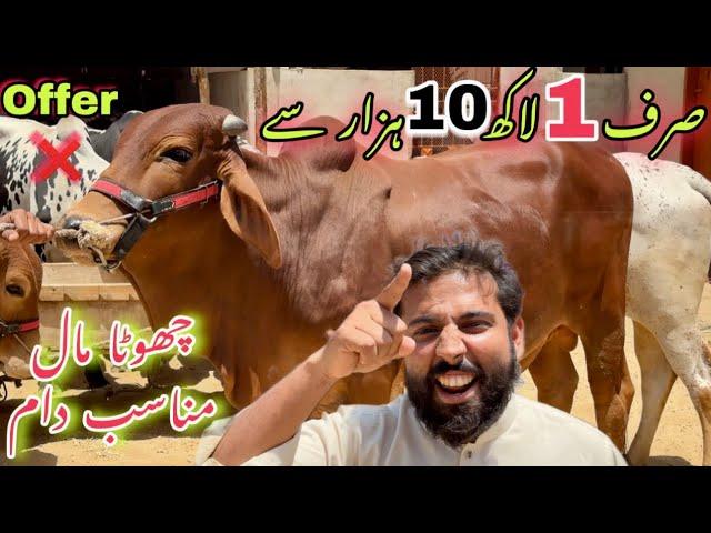 Sirf 1 Lakh 10 Hazar Se Qurbani 2024 Ka Janwer ️|| Mid Range Qurbani Collection At Zum Cattle Farm