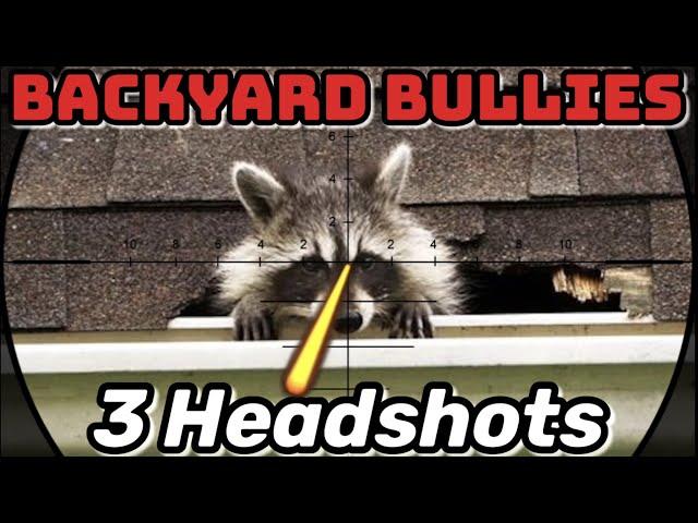 Backyard Bullies! (Raccoon Pest Control)