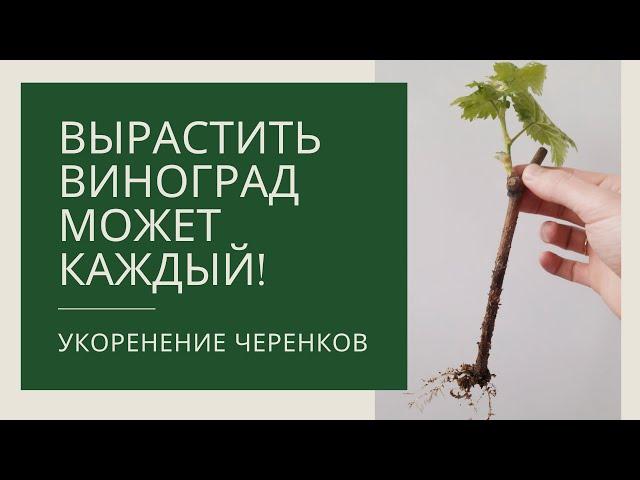 Вырастить виноград может КАЖДЫЙ! Укоренение черенков