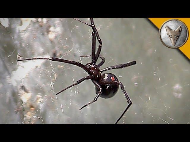 Black Widow Spider Is Too Close For Comfort!