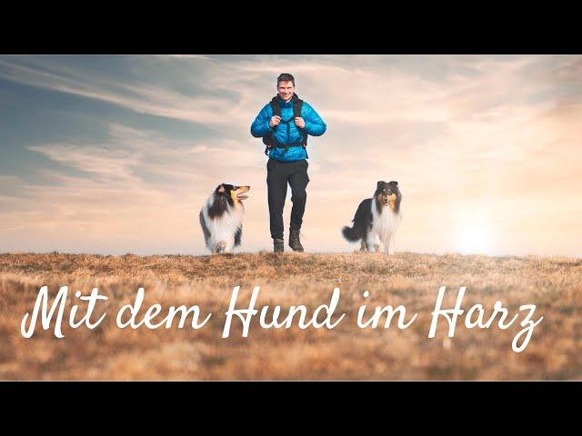 Der Harzer Hexenstieg 2022 mit dem Hund - 100km -  quer durch den Harz