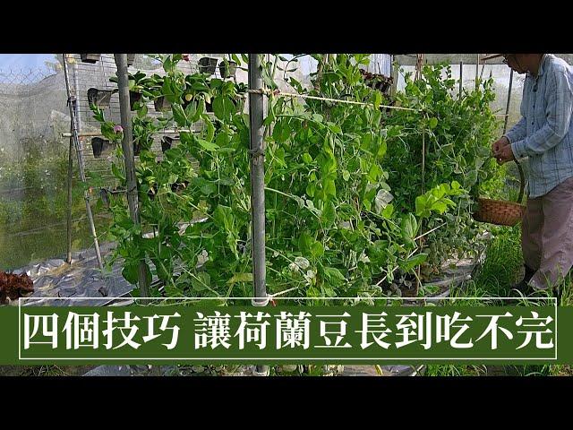 4招讓荷蘭豆(大莢豌豆)長到吃不完，營養健康又好吃 | 阿星種植