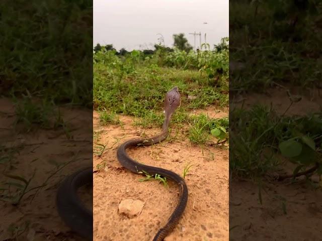 beautiful indian spectacle cobra #cobrarescue #cobrasnake #snake #snakesrescue