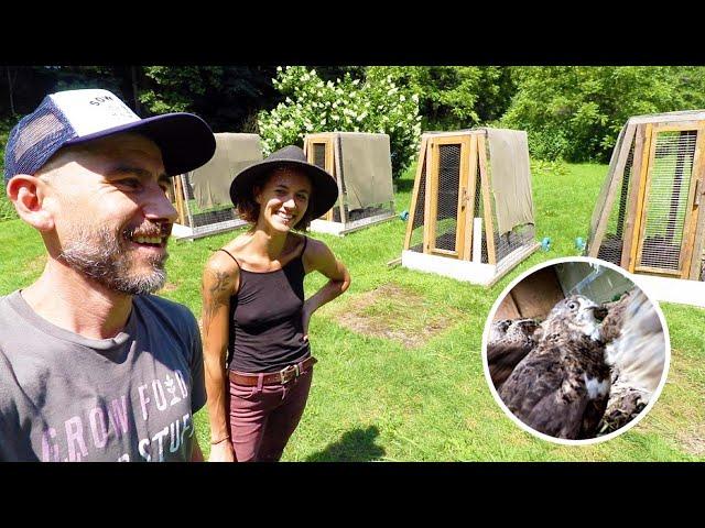 She Raises & Sells Pastured Quail in Asheville (Wild Way Farm)