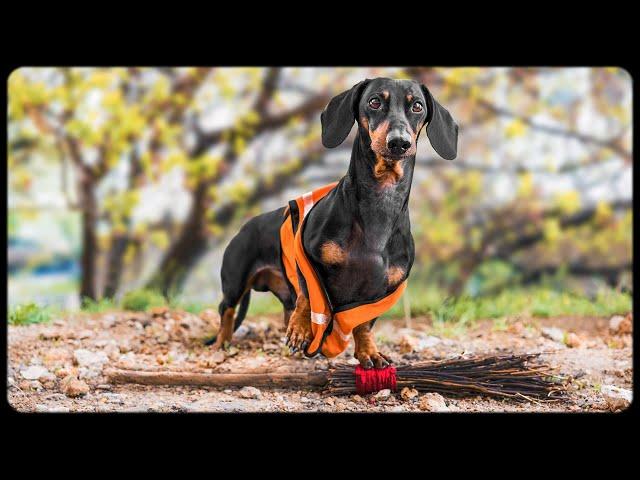 Dachshund - Eco Activist! Cute & funny dachshund dog video!