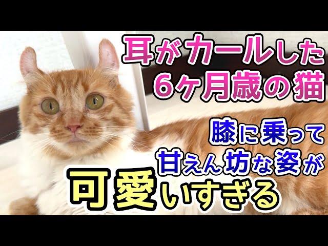 耳がカールした6ヶ月歳の猫 膝に乗って甘えん坊な姿が可愛すぎました【保護猫活動②】