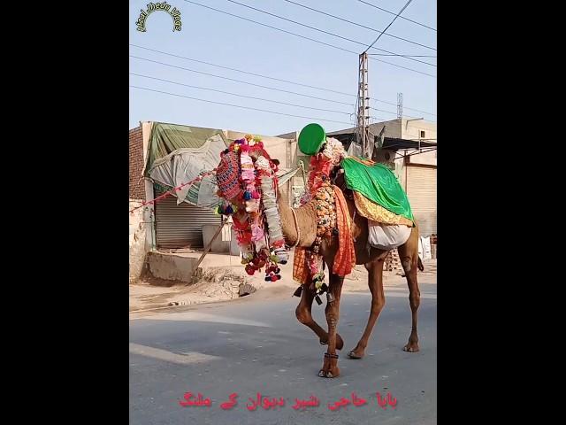 Fancy Camel#viral#voralshorts#malang #national #funny#vlogger
