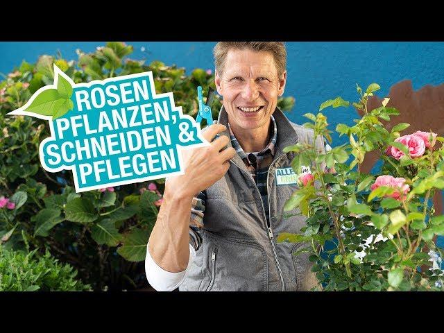 Die Rosenpflege: Anpflanzen, Pflege und Schädlingsvorbeugung