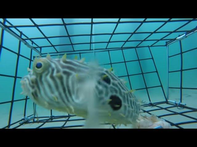 Unleashing The Mysteries Of Outer Banks Crab Traps!