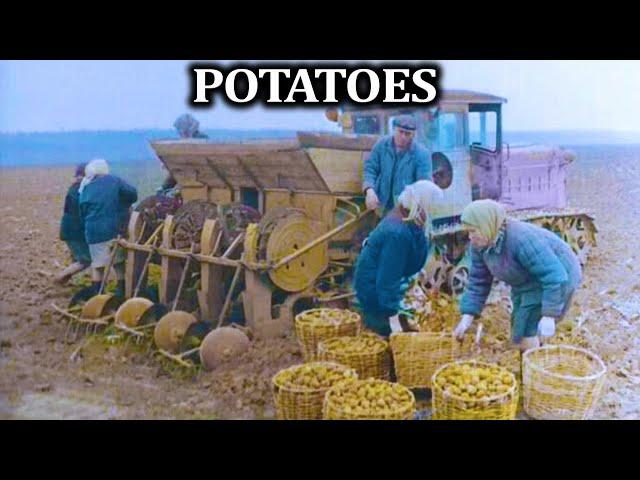 Planting and Harvesting Potatoes at a Soviet Collective Farm, Early 1970s #ussr