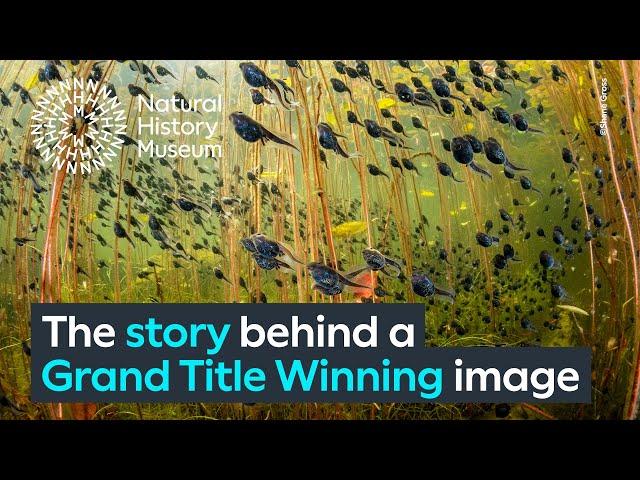 The Swarm of Life | Wildlife Photographer of the Year