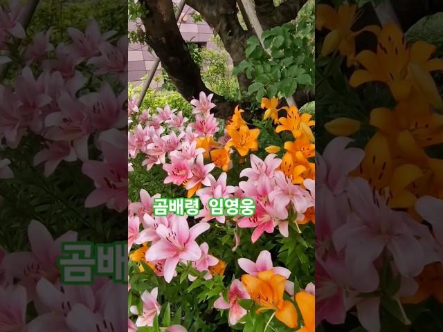 #곰배령 #임영웅 #인생힐링 #백합