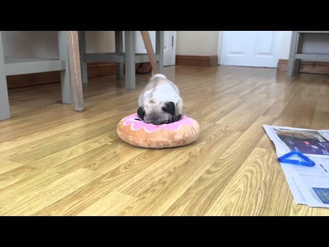 Pug puppy plays with a huge doughnut