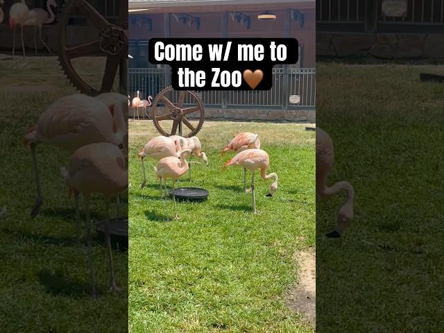 Come w/ me to the Zoo #short #shorts #zoo #animals #pov #fyp #momlife #subscribe #fun #mothherhood