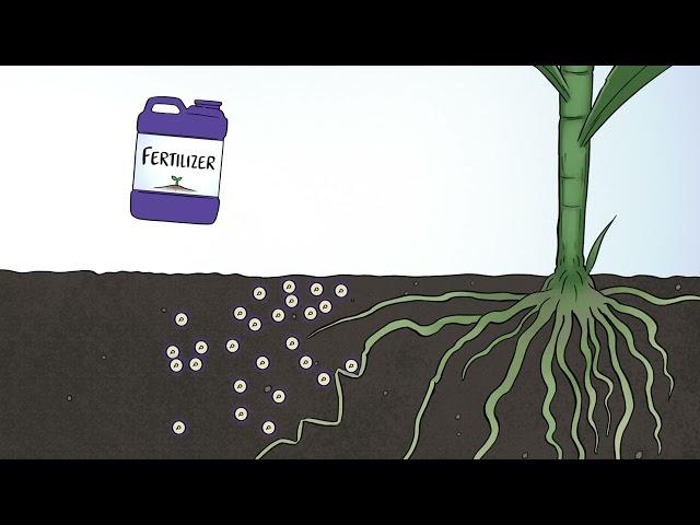 How Phosphorus Behaves in the Soil