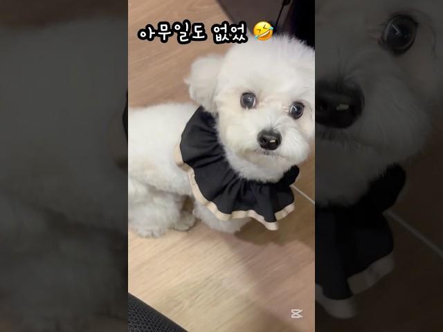 댕댕이의 등장 ~ 갑자기 똥꼬스키를?? #dog #dogfunny #하이배추 #shorts