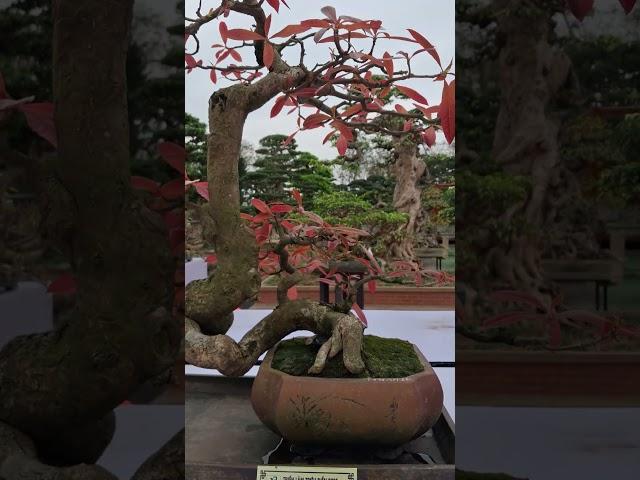 cây Lộc Vừng lá đỏ