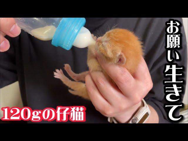 臍の緒が付いた目も開かない小さな子猫を保護しました