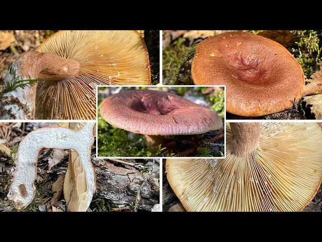 Pilzportrait - Rotbrauner Milchling, Braunroter Milchling, Paprikapilz | Lactarius rufus