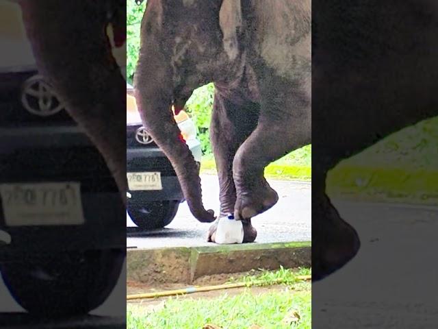 เหยียบ #elephant