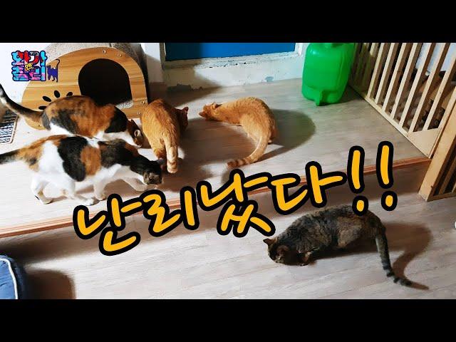 고양이 싸움 말리려다 난리 났습니다. / I stepped on catniptatabi... this is what happend