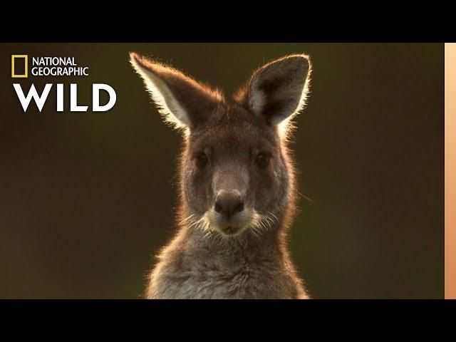 The Kangaroo is the World's Largest Hopping Animal | Nat Geo Wild