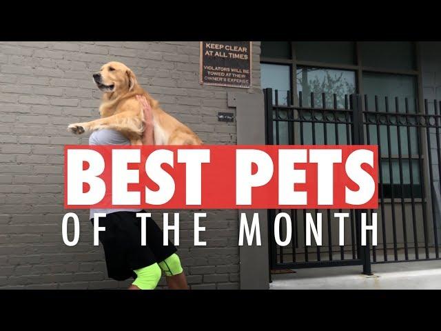 Best Pet Videos of the Month | October 2017