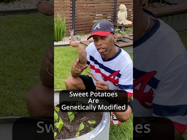 Sweet potatoes and genetically modified #summeronshorts