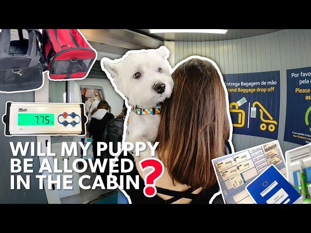 Our Step-By-Step Flight With Our Westie In The Cabin | Vet Check-Up, Dog Passport, Carrier, Weight 