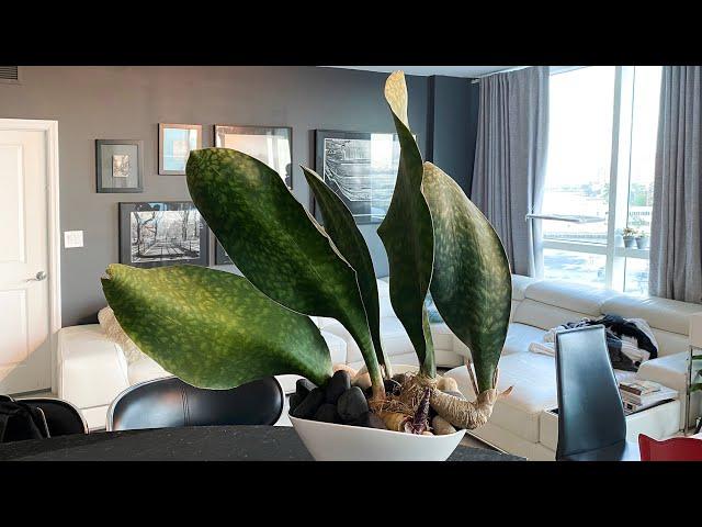 Sansevieria Masoniana | Whale Fin | Dracaena Masoniana