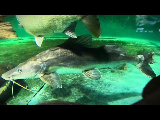 Indian Shovelnose suncat black shark pike cichlid arowana eel pacu tarpon wyckii bala hoplo goldfish