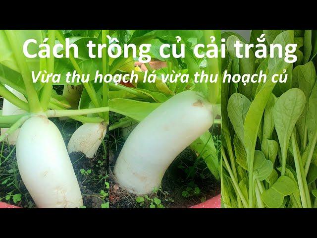 Cách trồng củ cải trắng vừa ăn lá vừa ăn củ