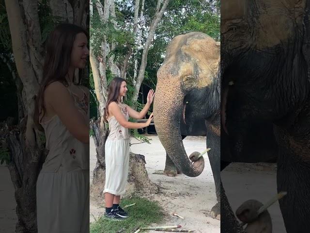 Asian elephant conservation _ Elephant Protection | A Story of Hope and Redemption