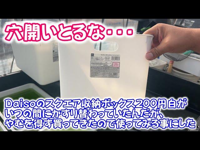 【めだか】Ｄａｉｓｏのスクエア収納ボックス使ってみた。水カビ病発症したので治療を始めます。Ｂ型おやじ